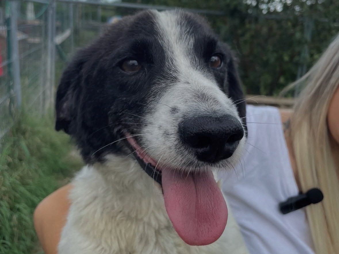 Adotta un cane, taglia piccola, maschio, Treviso