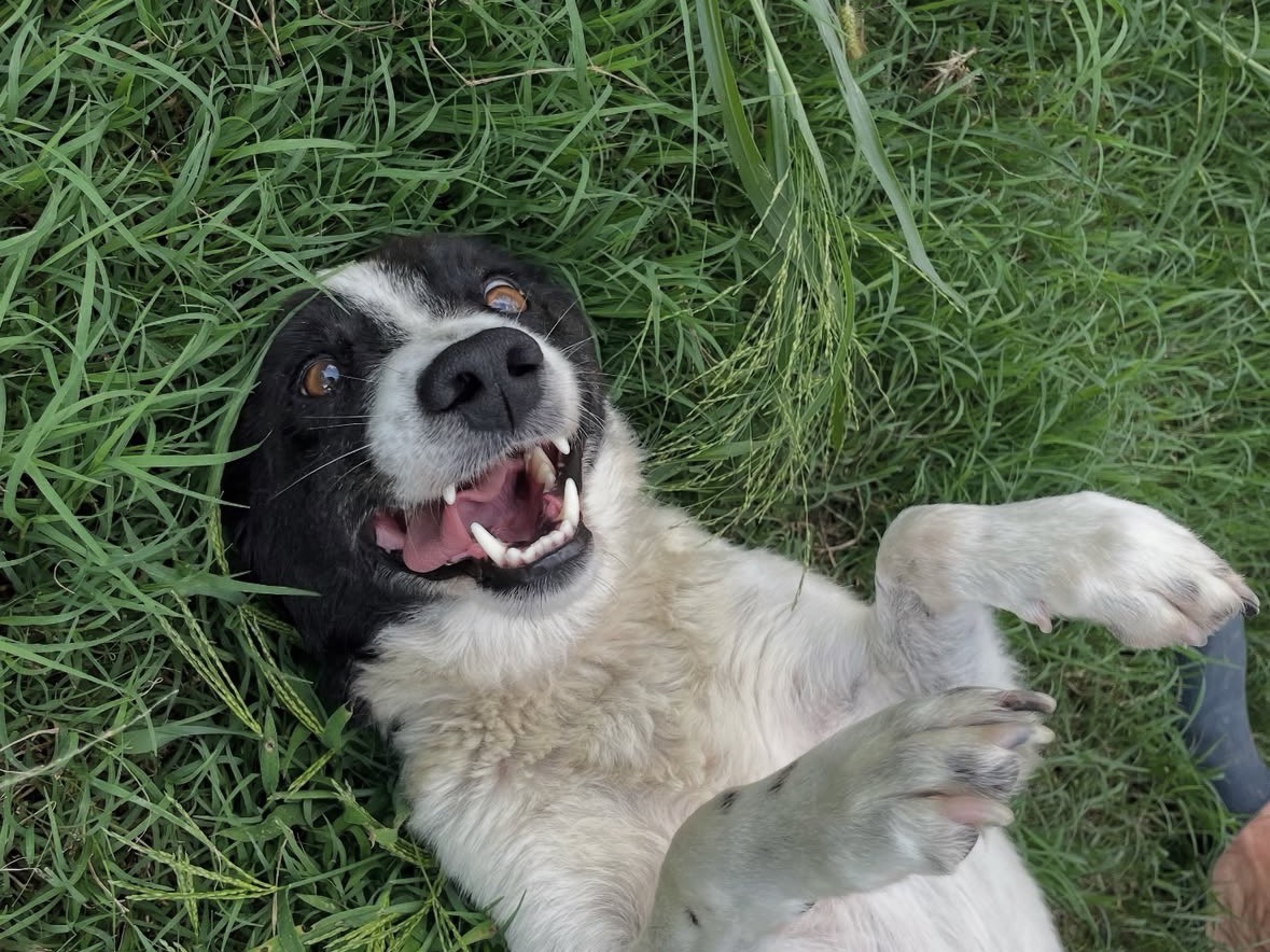 Vuoi adottare un cane a Treviso?
