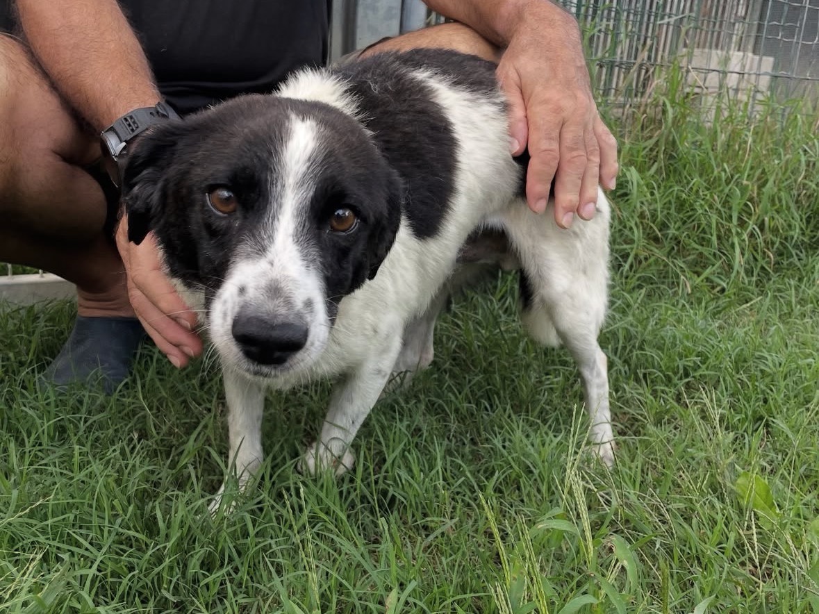 Adotta il cane Brandy  a Treviso