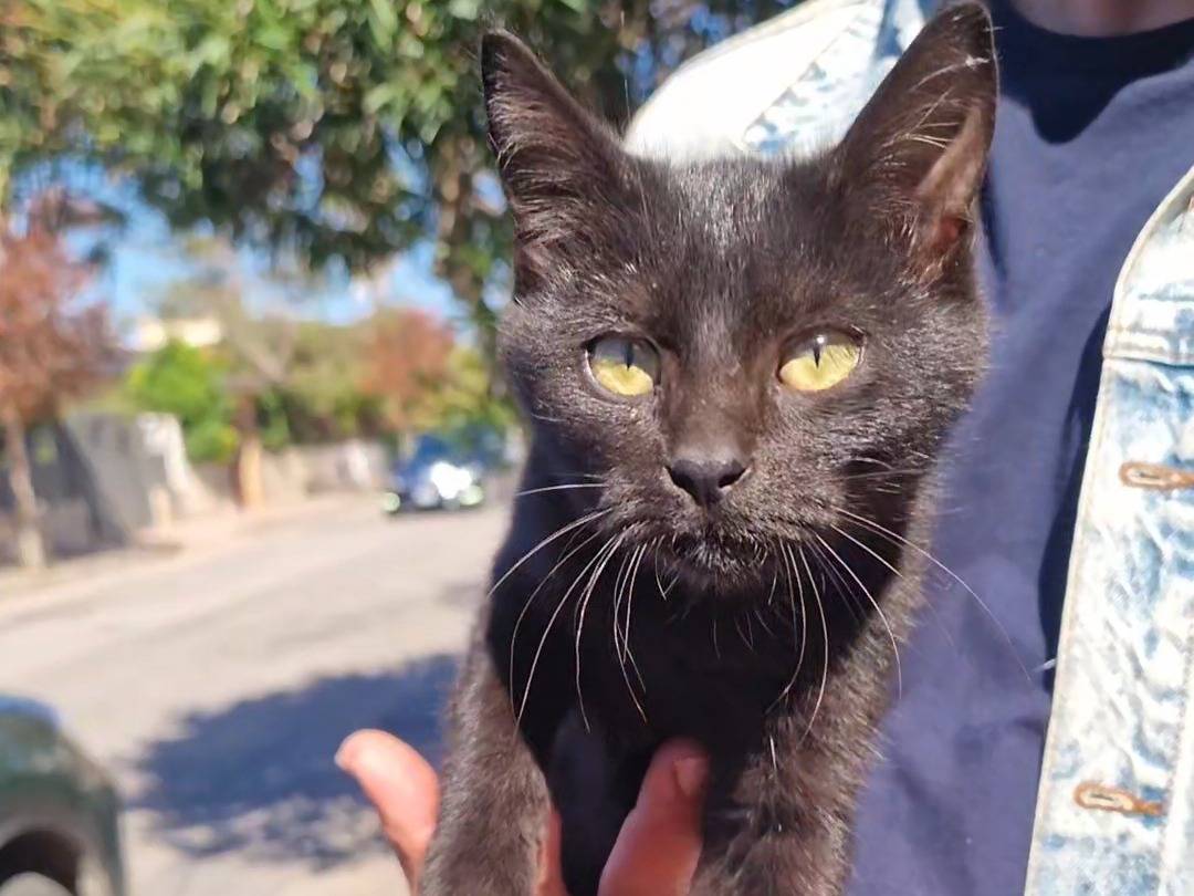 Adozione gatto, maschio, Razza sconosciuta Razza sconosciuta, 3 mesi, taglia non valida, Taranto