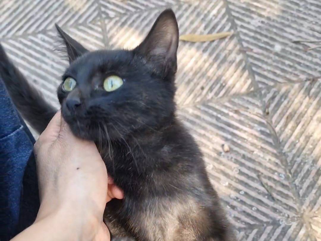Adotta un gatto, maschio, 3 mesi, Taranto