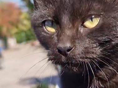 Adotta un gatto, taglia non valida, maschio, Taranto