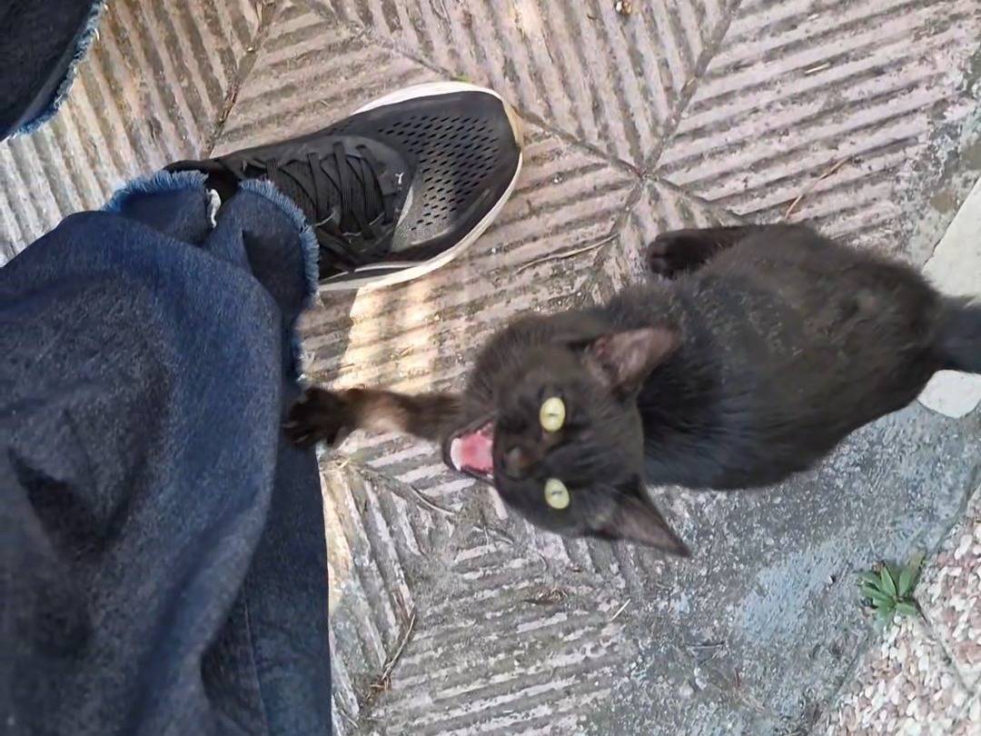 Vuoi adottare un gatto a Taranto?