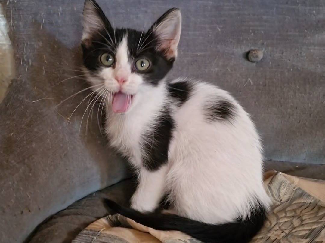 Adotta un gatto, femmina, 2 mesi, Brindisi