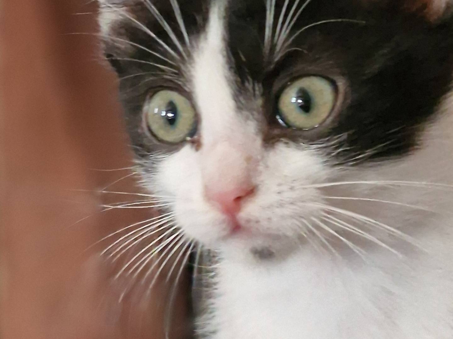 Adotta un gatto, taglia non valida, femmina, Brindisi