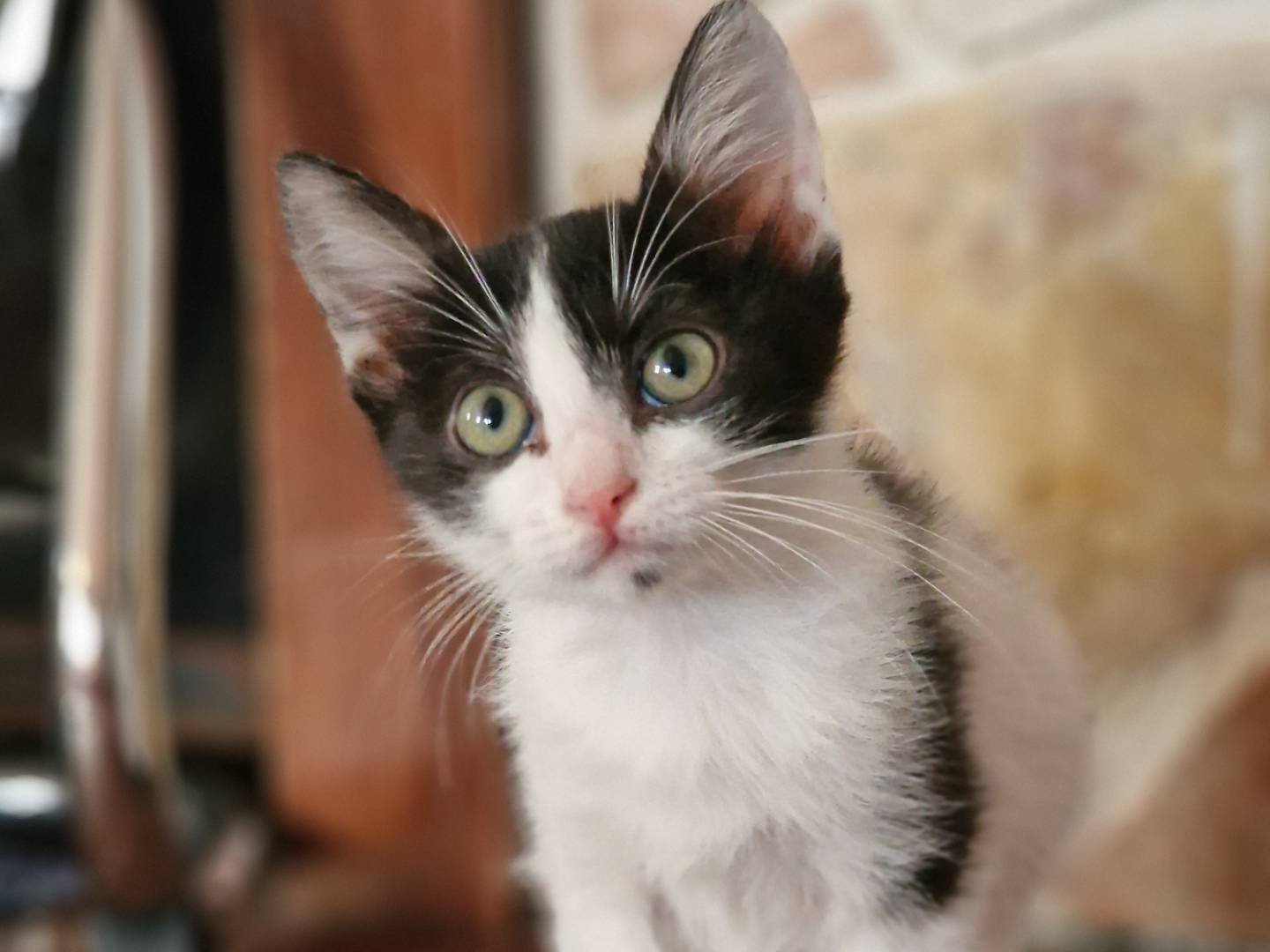 Vuoi adottare un gatto a Brindisi?