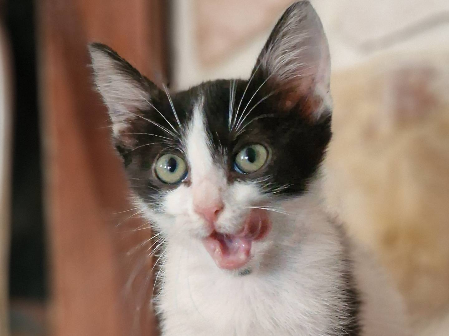 Adotta il gatto Alina a Brindisi