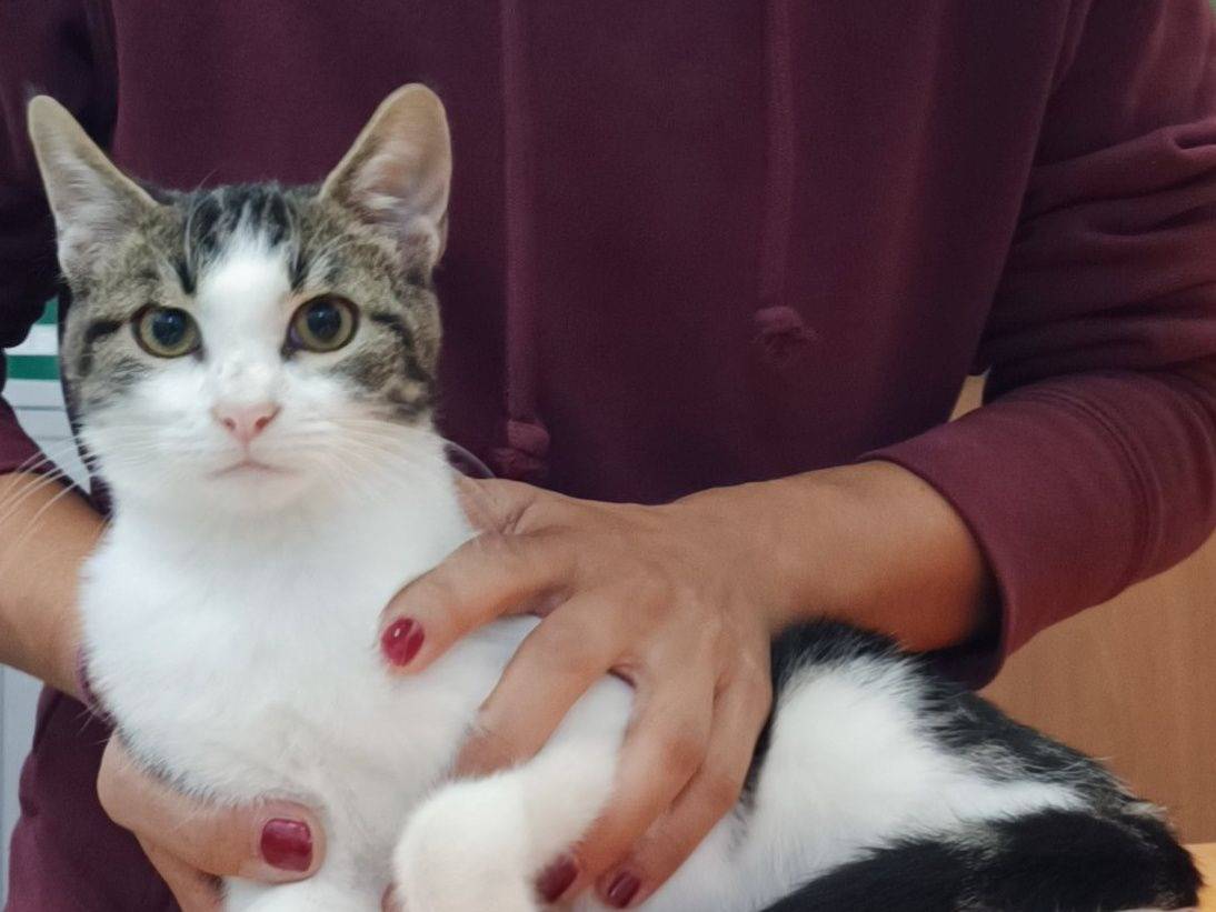 Adozione gatto, maschio, Razza sconosciuta Razza sconosciuta, 4 mesi, taglia non valida, Genova