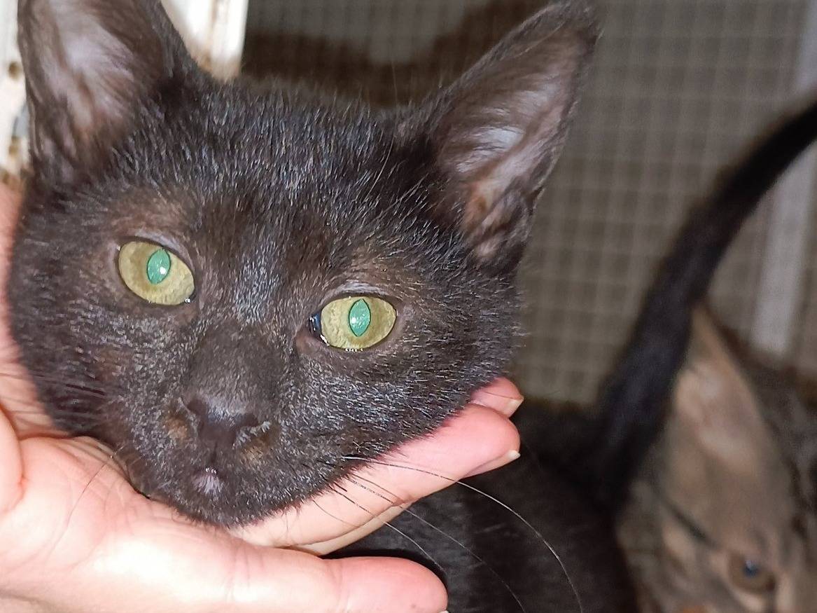 Adozione gatto, maschio, Razza sconosciuta Razza sconosciuta, 3 mesi, taglia non valida, Genova