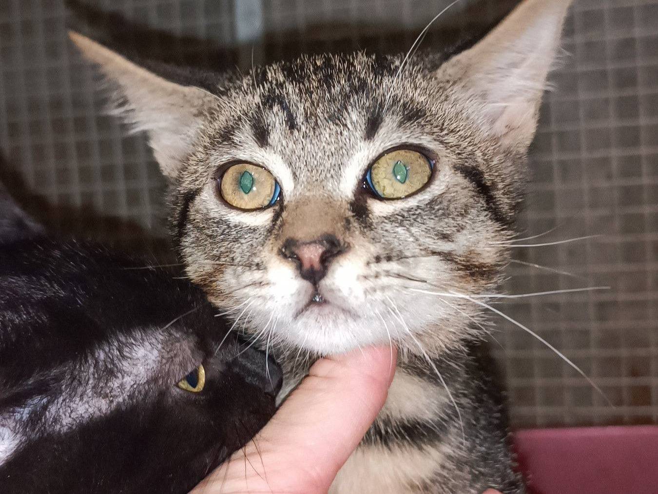 Adotta un gatto, maschio, 3 mesi, Genova