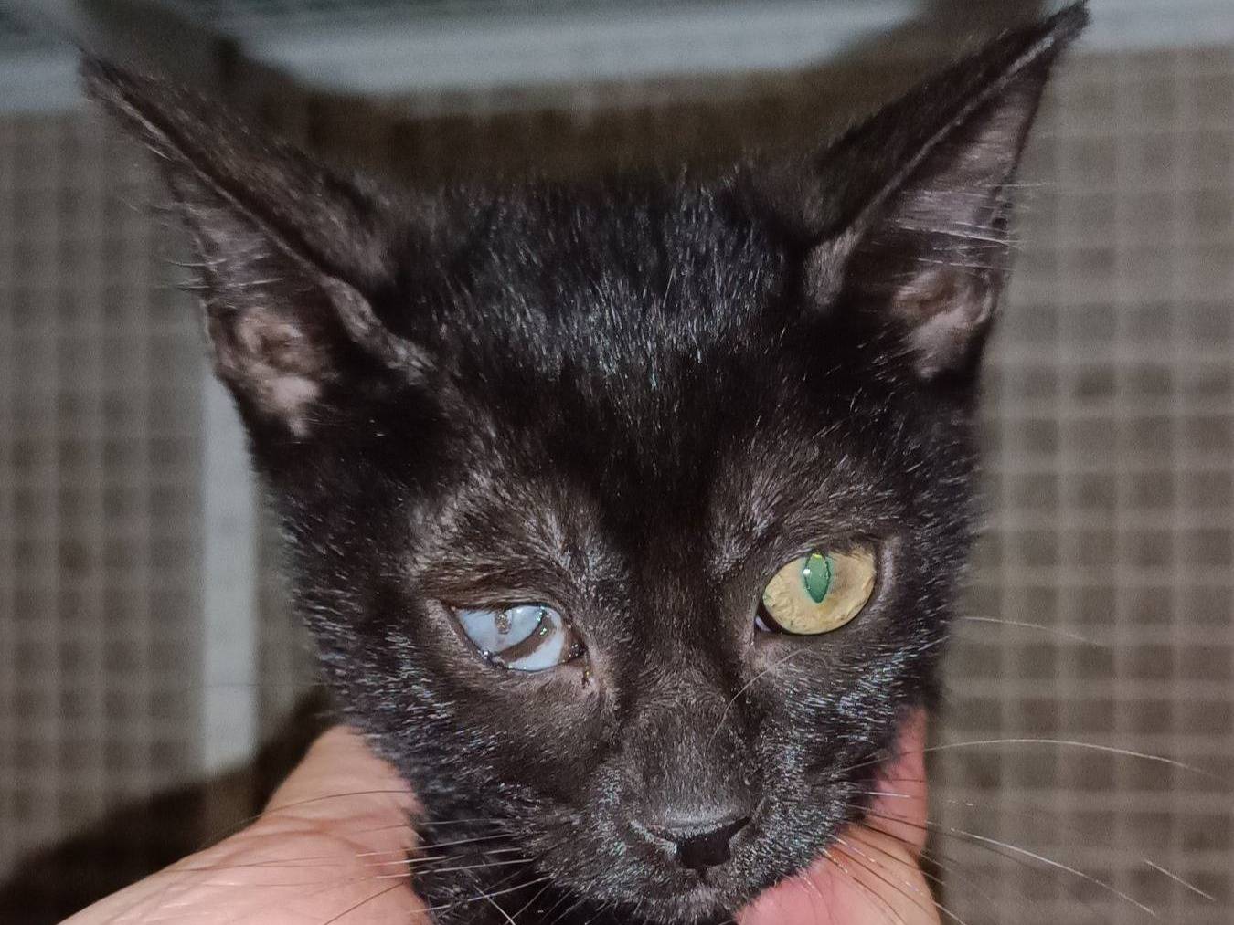 Adotta un gatto, taglia non valida, maschio, Genova