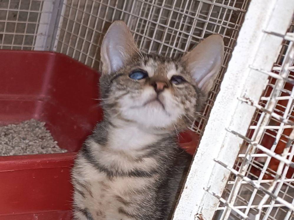 Vuoi adottare un gatto a Genova?
