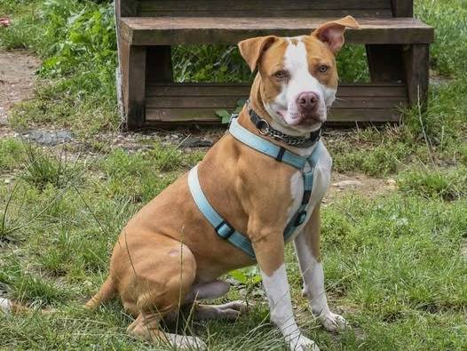 Adozione cane, maschio, Pitbull Razza sconosciuta, 1 anno e 2 mesi, taglia media, Genova