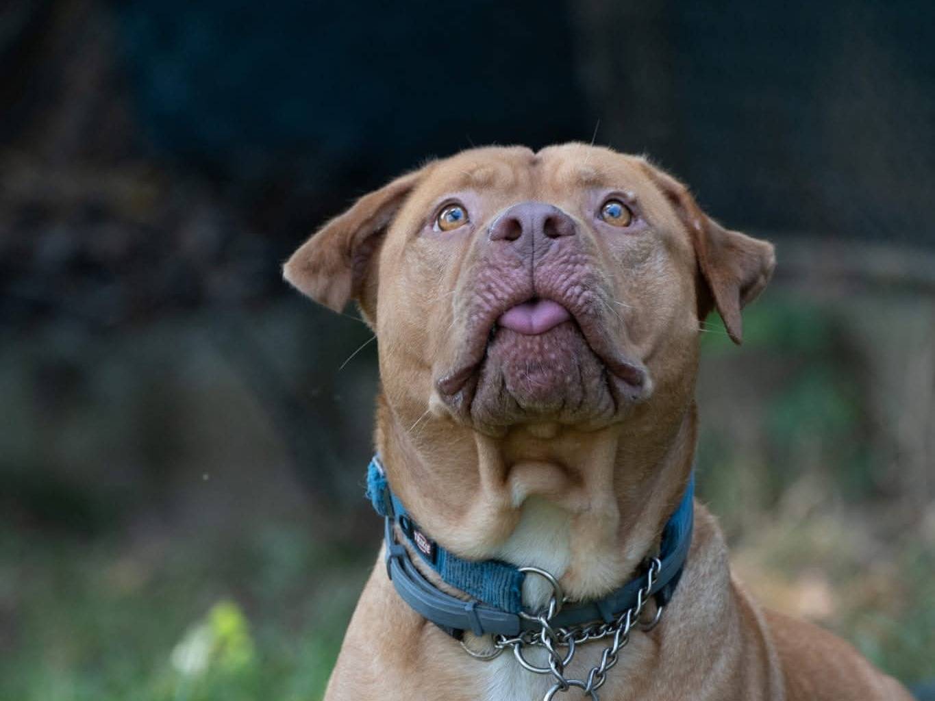Adotta un cane, taglia grande, maschio, Genova