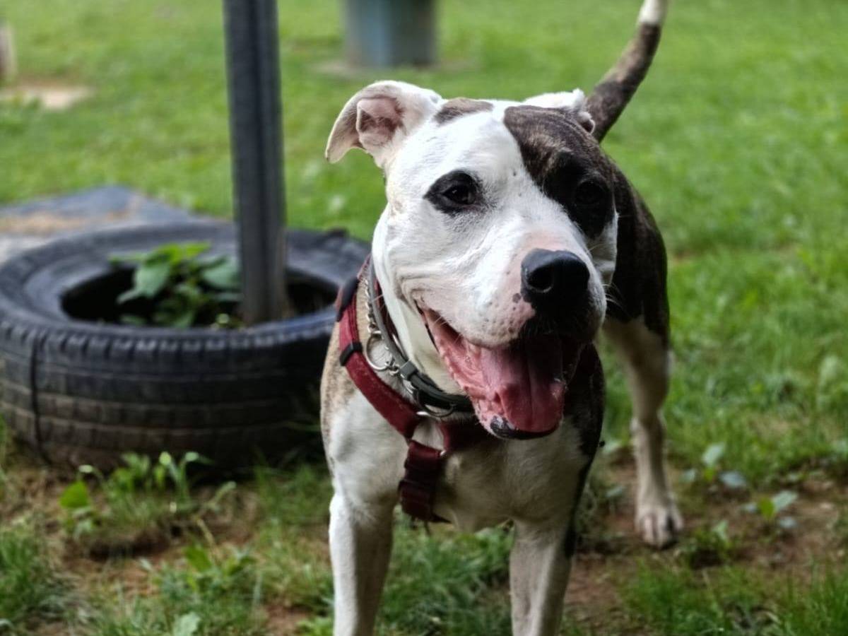 Adotta un cane, maschio, 7 anni e 1 mese, Genova