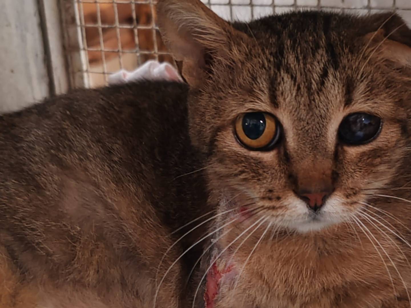 Adozione gatto, maschio, Razza sconosciuta Razza sconosciuta, 10 anni e 7 mesi, taglia non valida, Genova
