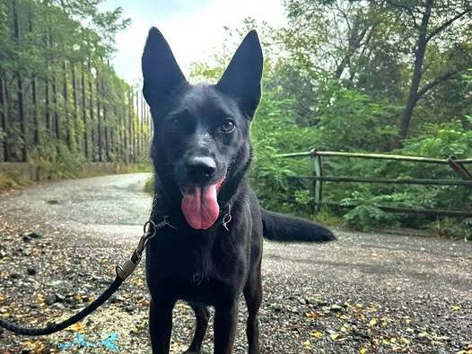 Adotta un cane, taglia media, femmina, Genova