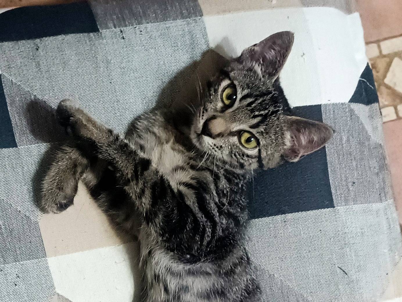 Adozione gatto, maschio, Razza sconosciuta Razza sconosciuta, 5 mesi, taglia non valida, Messina