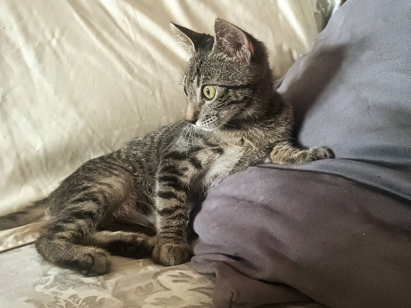 Adotta un gatto, maschio, 5 mesi, Messina