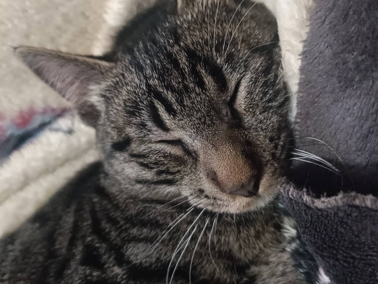 Adotta un gatto, taglia non valida, maschio, Messina