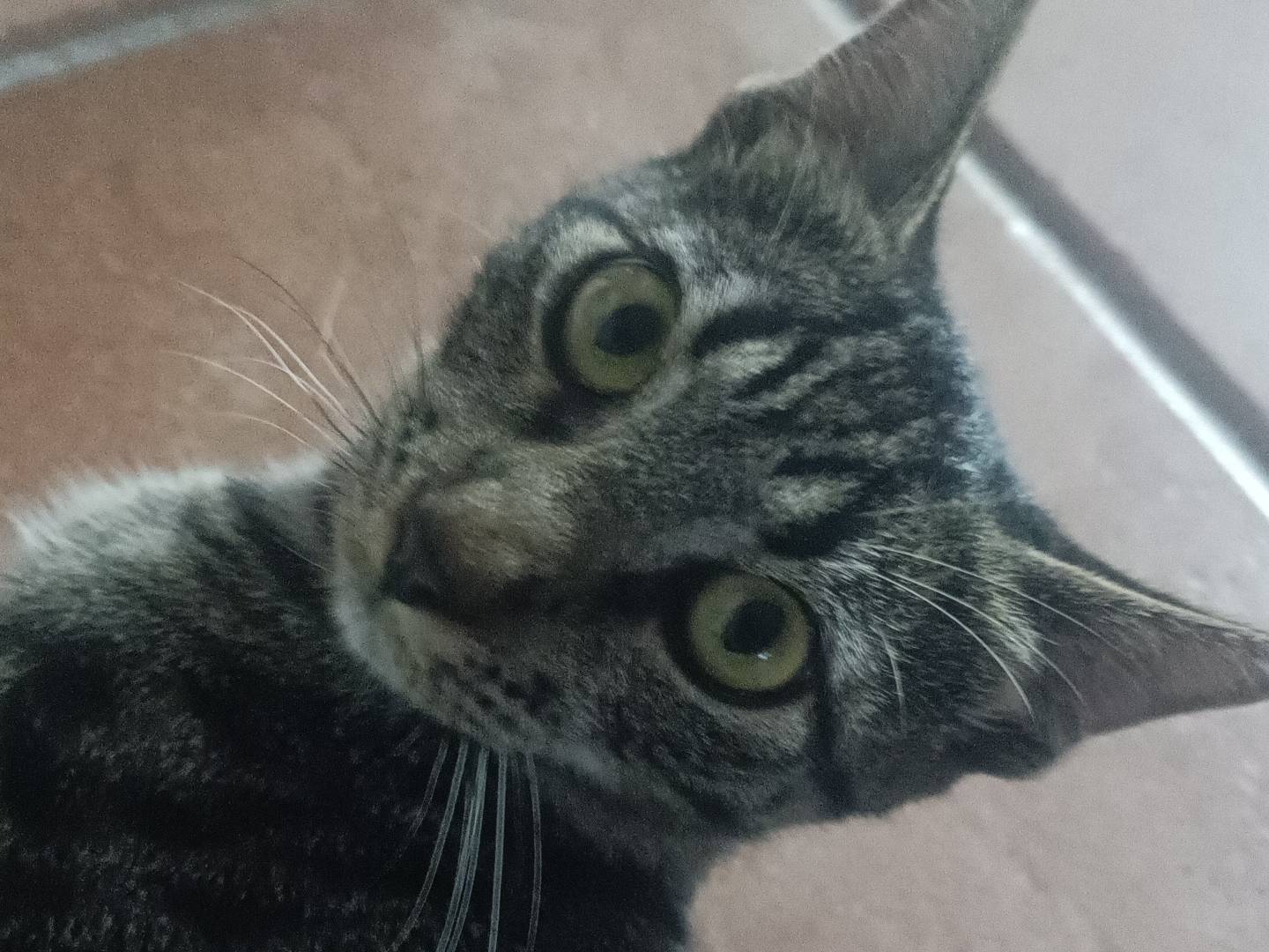 Vuoi adottare un gatto a Messina?