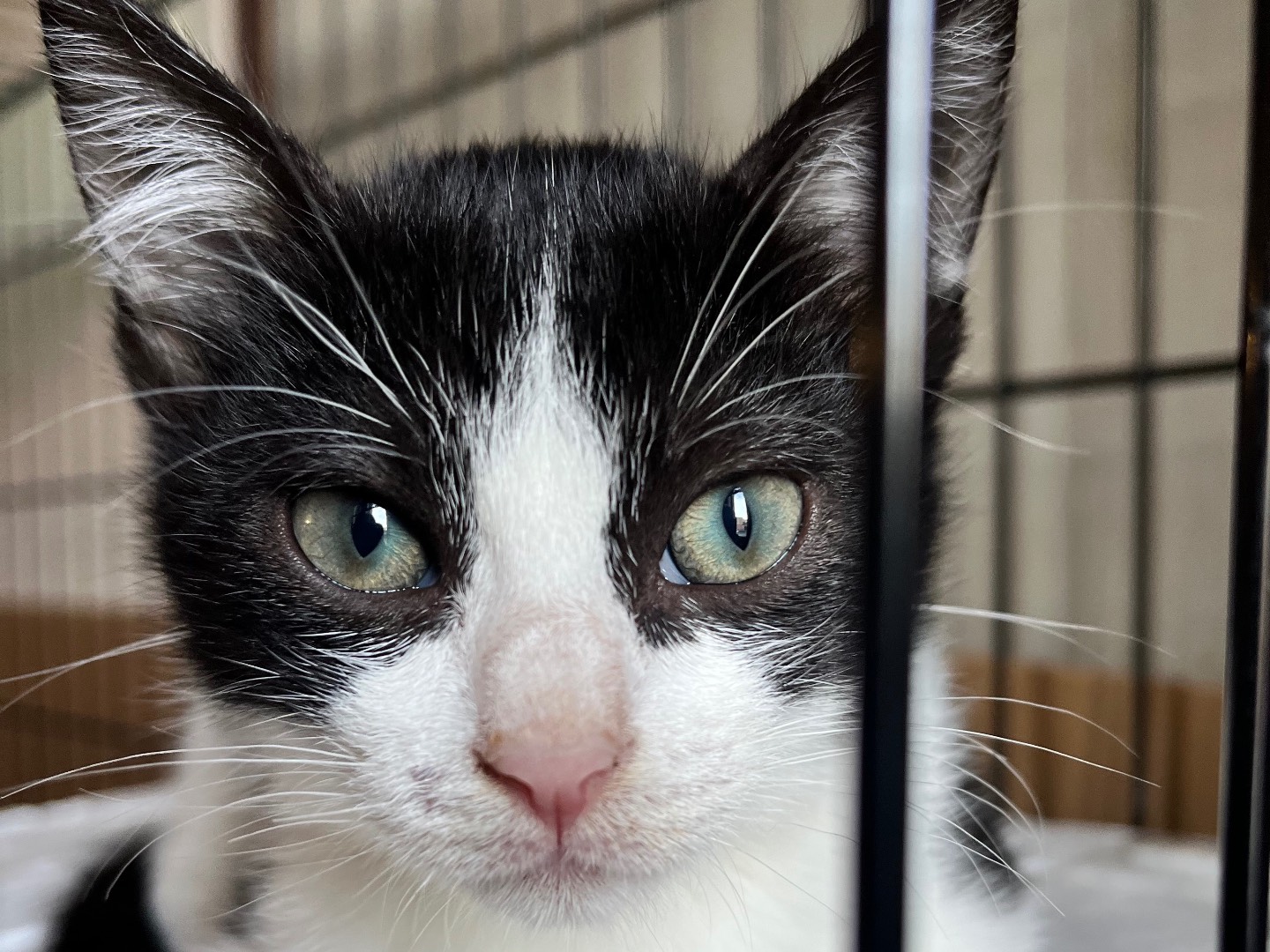 Adozione gatto, maschio, Razza sconosciuta Razza sconosciuta, 2 mesi, taglia non valida, Padova