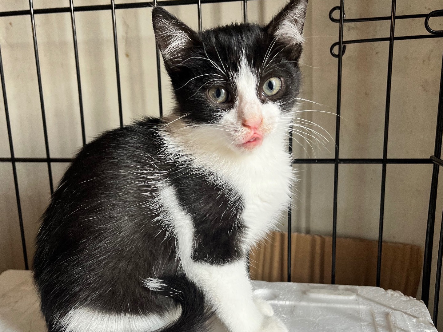 Adotta un gatto, maschio, 2 mesi, Padova