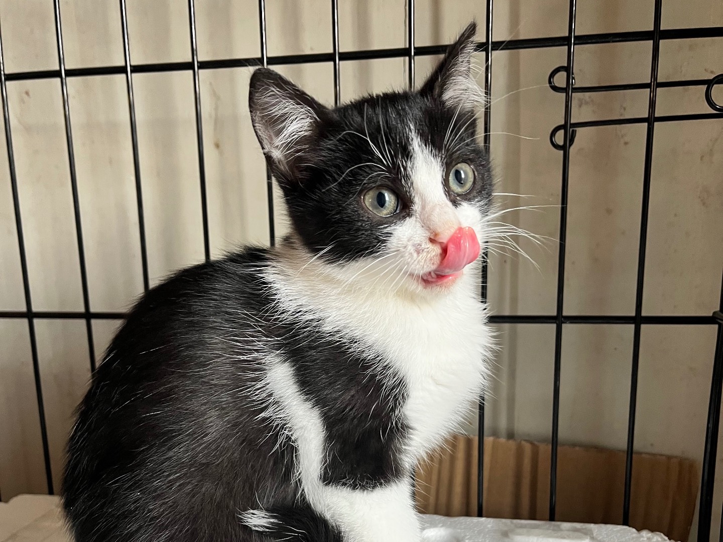 Adotta un gatto, taglia non valida, maschio, Padova