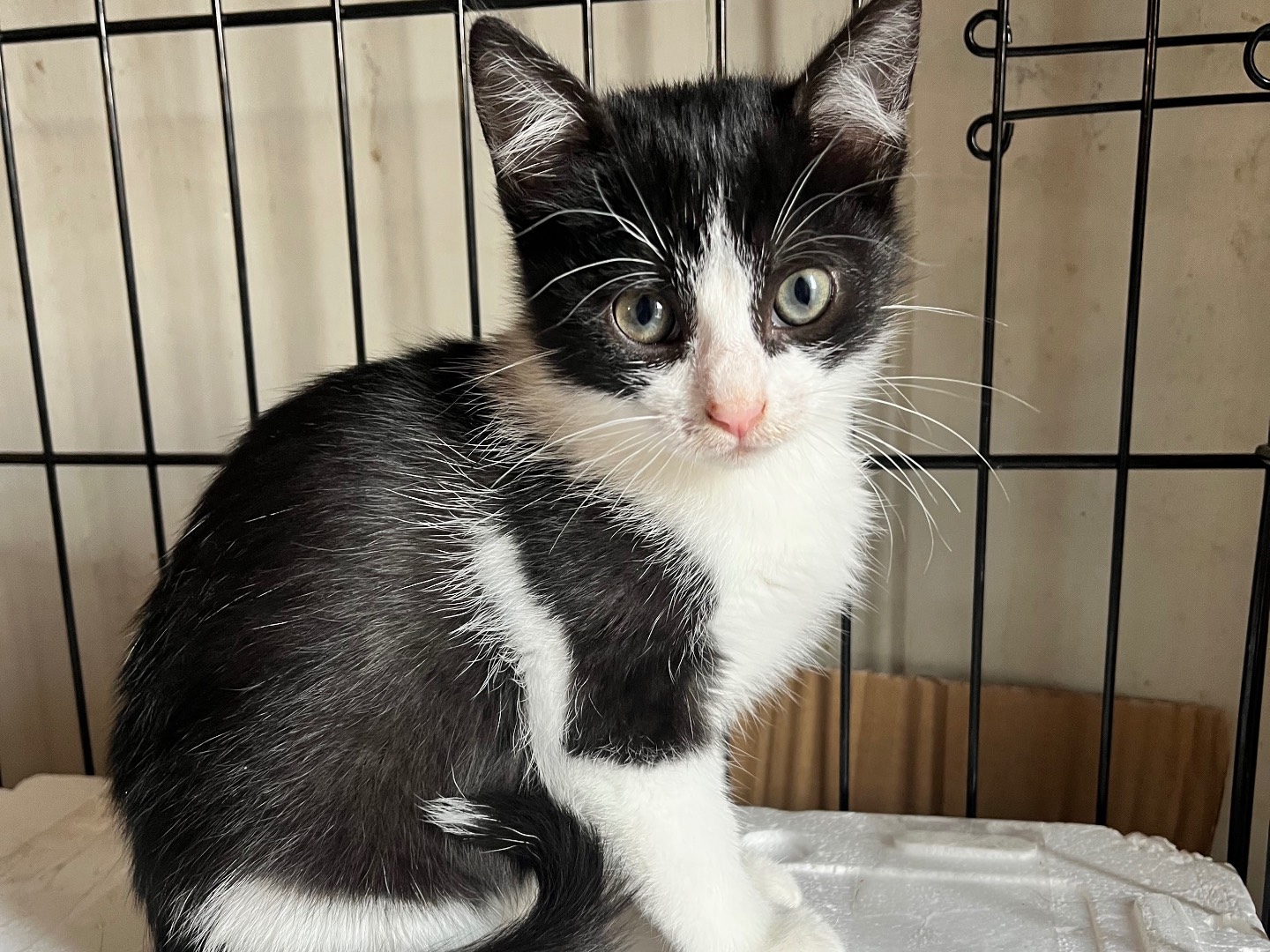 Vuoi adottare un gatto a Padova?