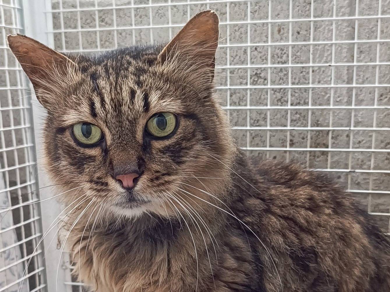 Adozione gatto, maschio, Razza sconosciuta Razza sconosciuta, 12 anni e 8 mesi, taglia non valida, Genova