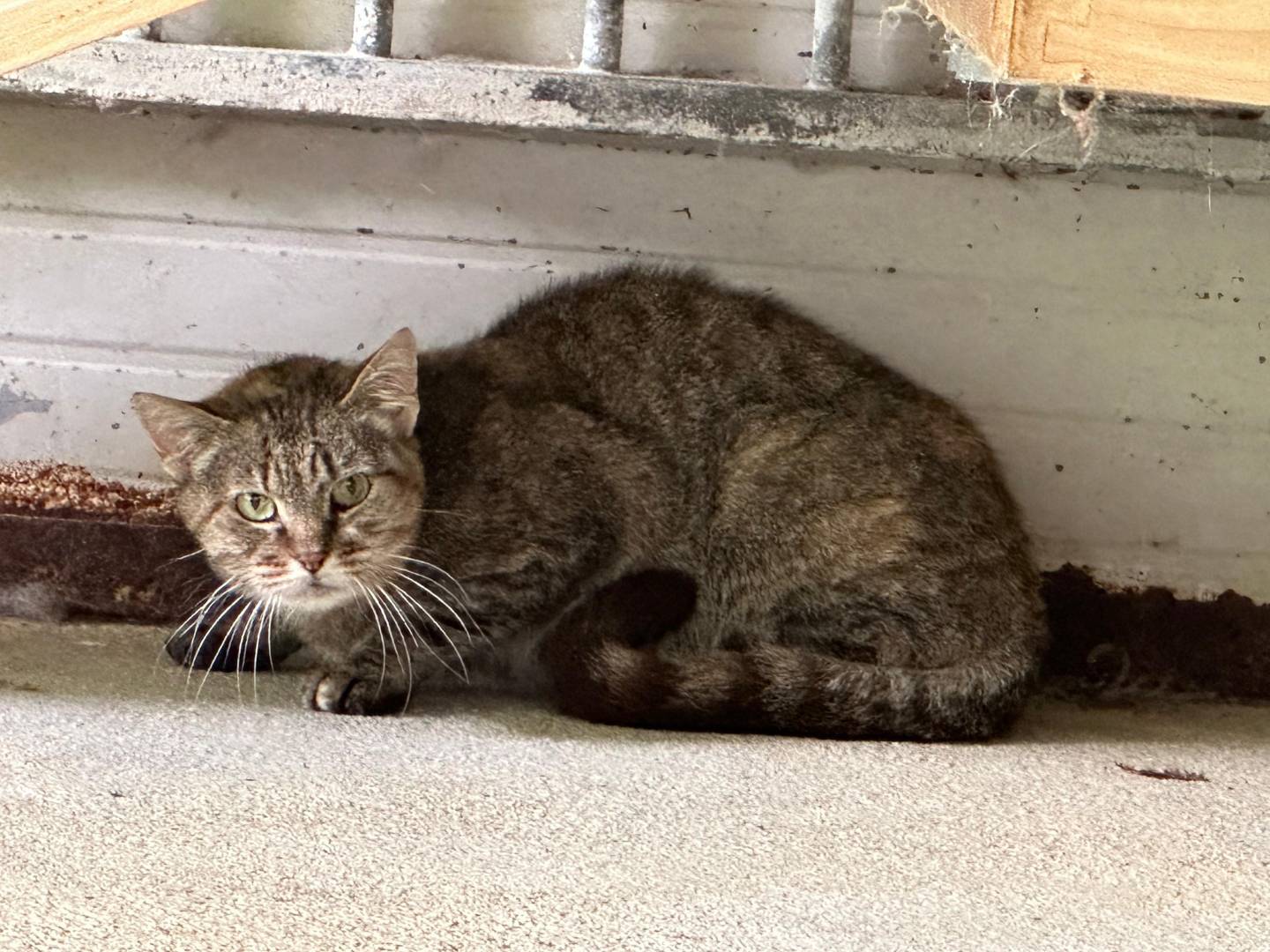 Adozione gatto, femmina, Razza sconosciuta Razza sconosciuta, 10 anni e 9 mesi, taglia non valida, Genova