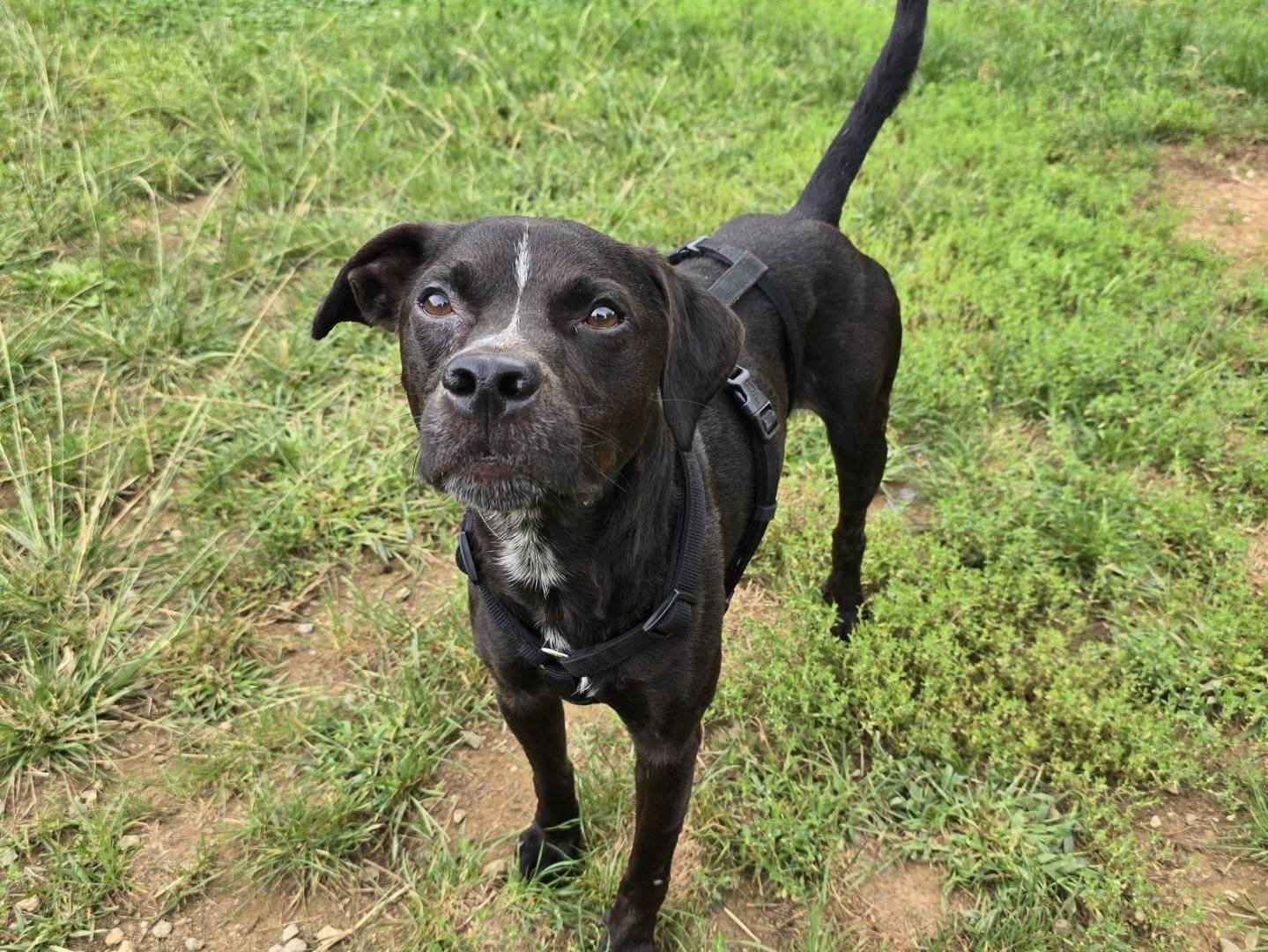Adozione cane, maschio, Razza sconosciuta Razza sconosciuta, 3 anni e 1 mese, taglia media, Genova