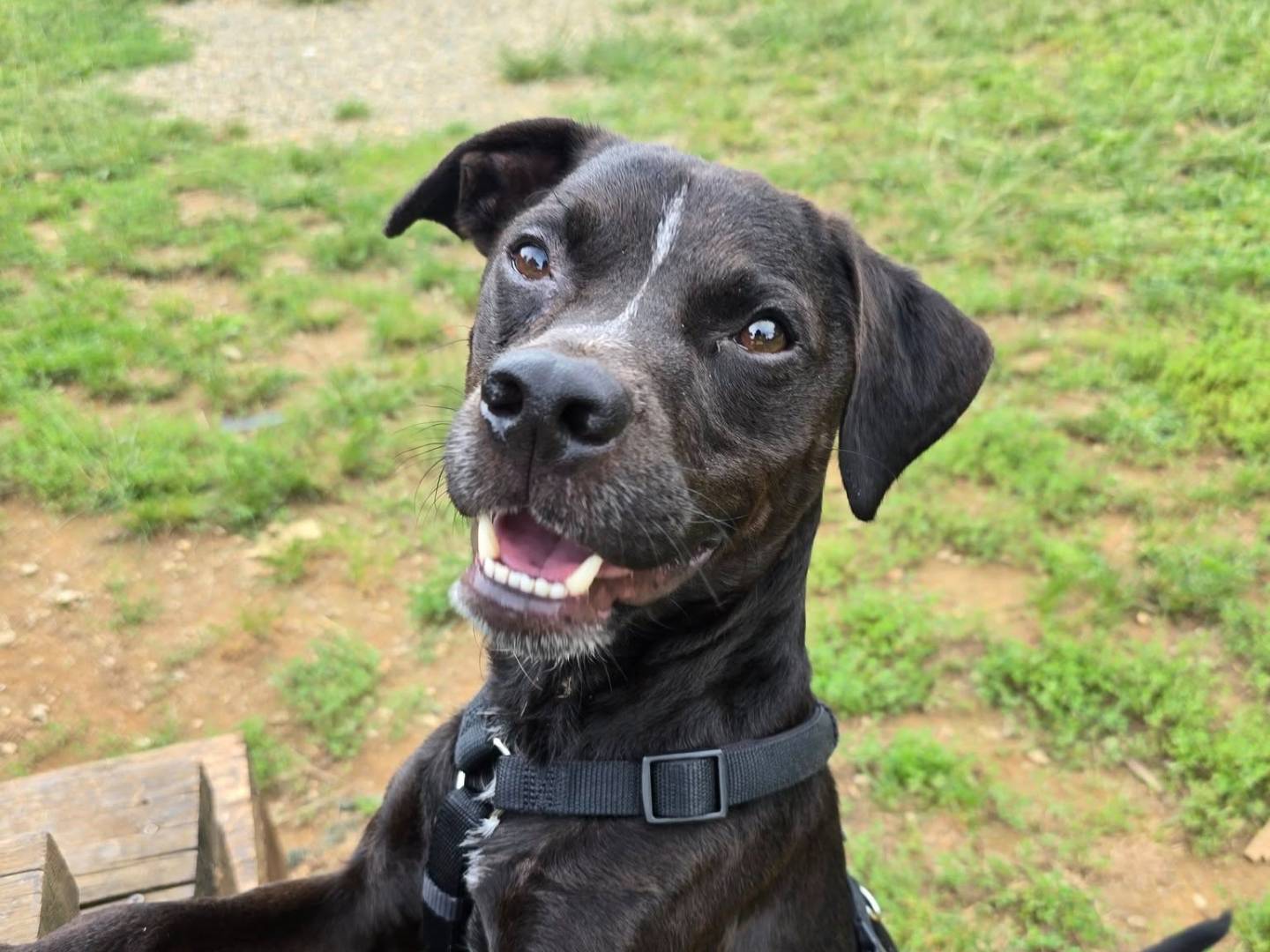 Adotta un cane, maschio, 3 anni e 1 mese, Genova