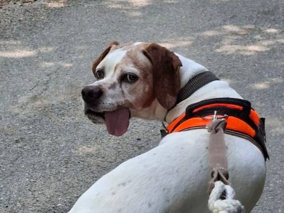 Adozione cane, femmina, Pointer Razza sconosciuta, 8 anni e 5 mesi, taglia media, Genova