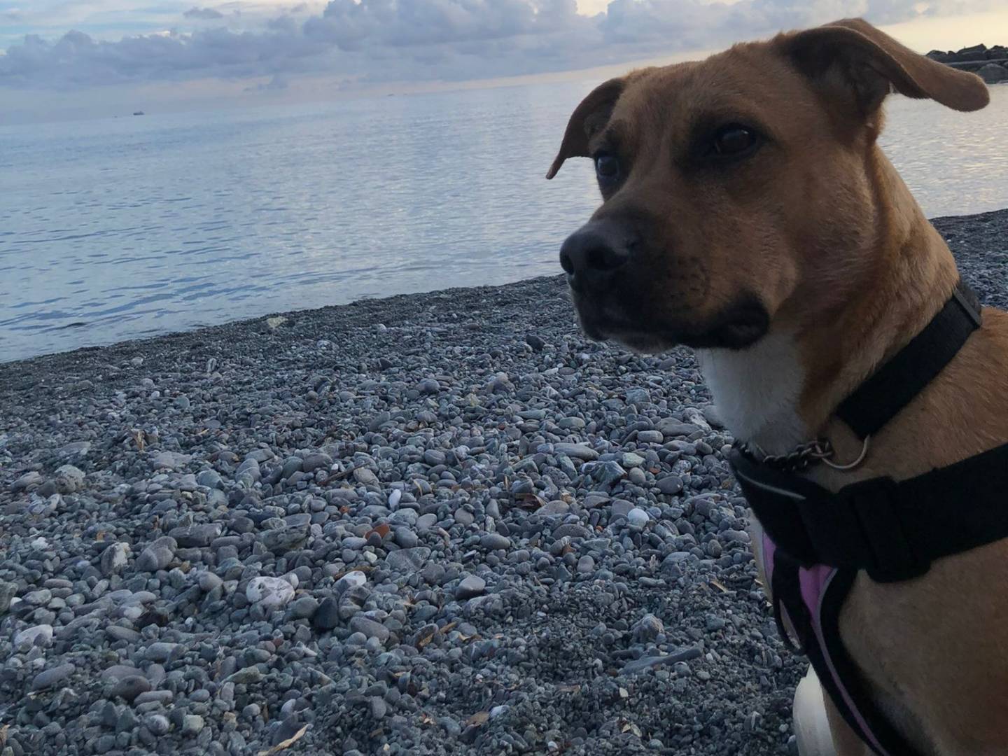 Adozione cane, femmina, American Staffordshire Terrier Razza sconosciuta, 2 anni e 7 mesi, taglia media, Genova