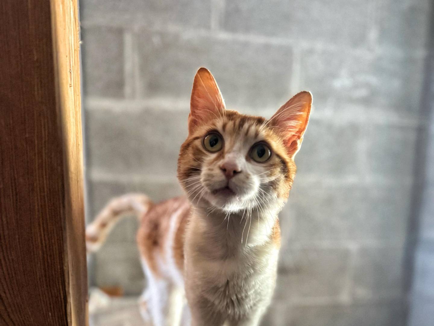 Adozione gatto, maschio, Razza sconosciuta Razza sconosciuta, 4 anni e 9 mesi, taglia non valida, Genova