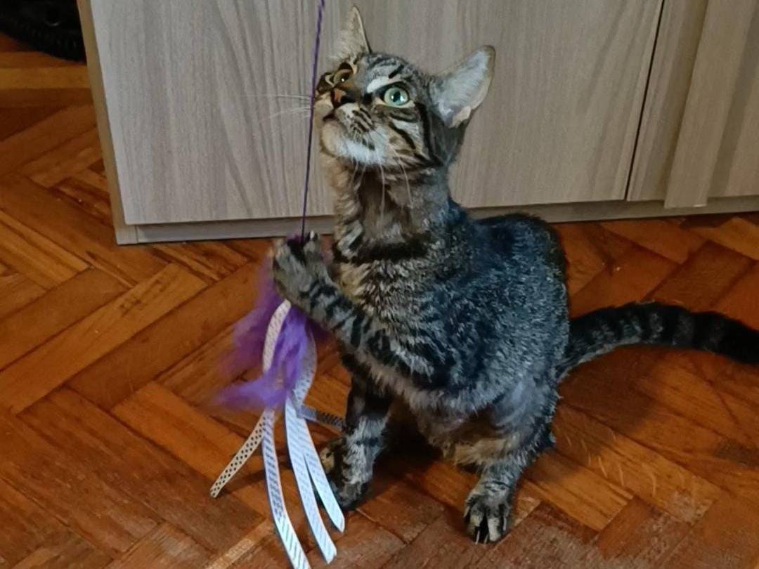 Adozione gatto, femmina, Razza sconosciuta Razza sconosciuta, 6 mesi, taglia non valida, Genova