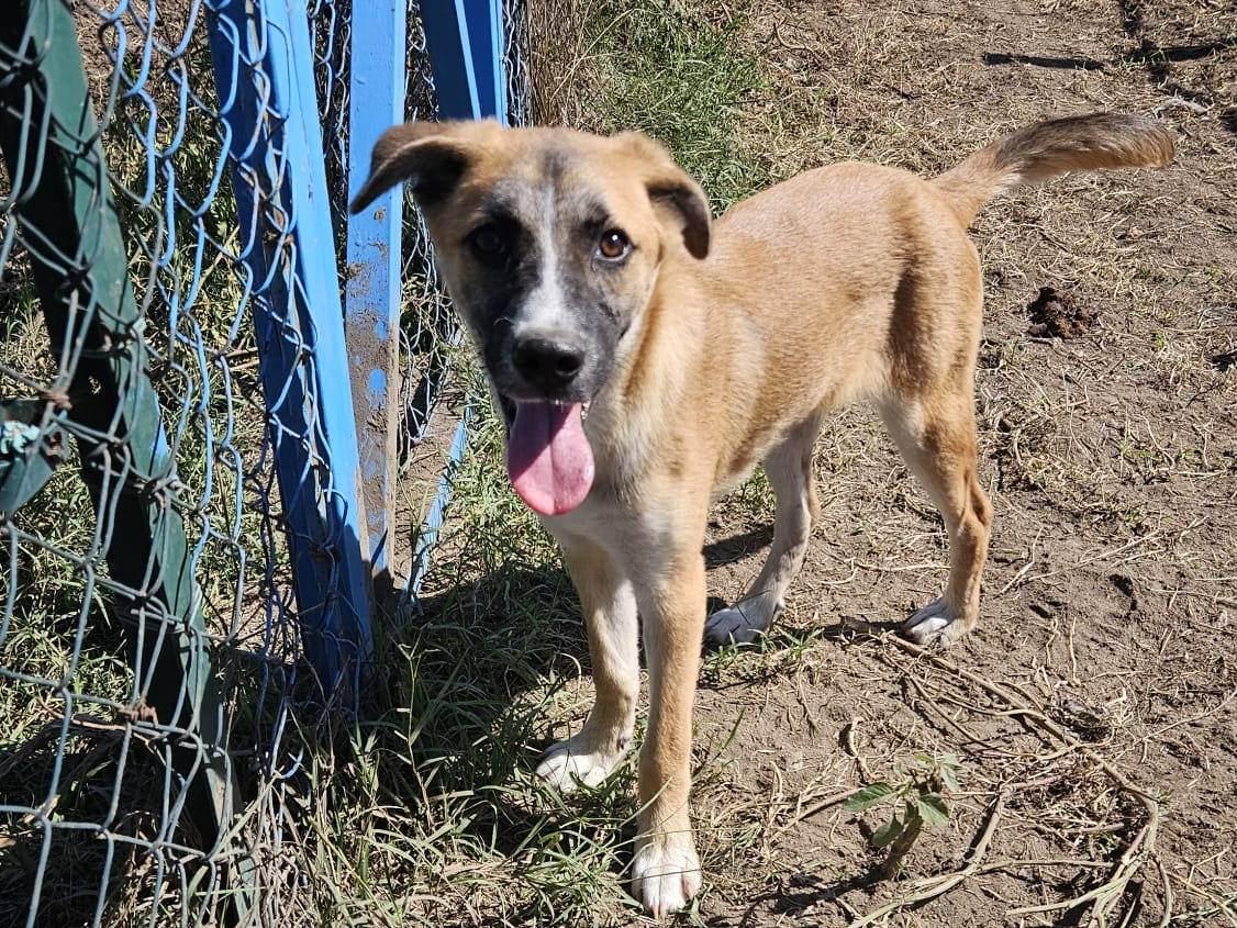 Adozione cane, maschio, Razza sconosciuta Razza sconosciuta, 6 mesi, taglia media, Napoli