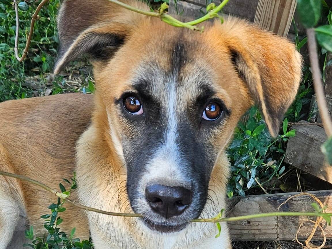 Adotta un cane, maschio, 6 mesi, Napoli
