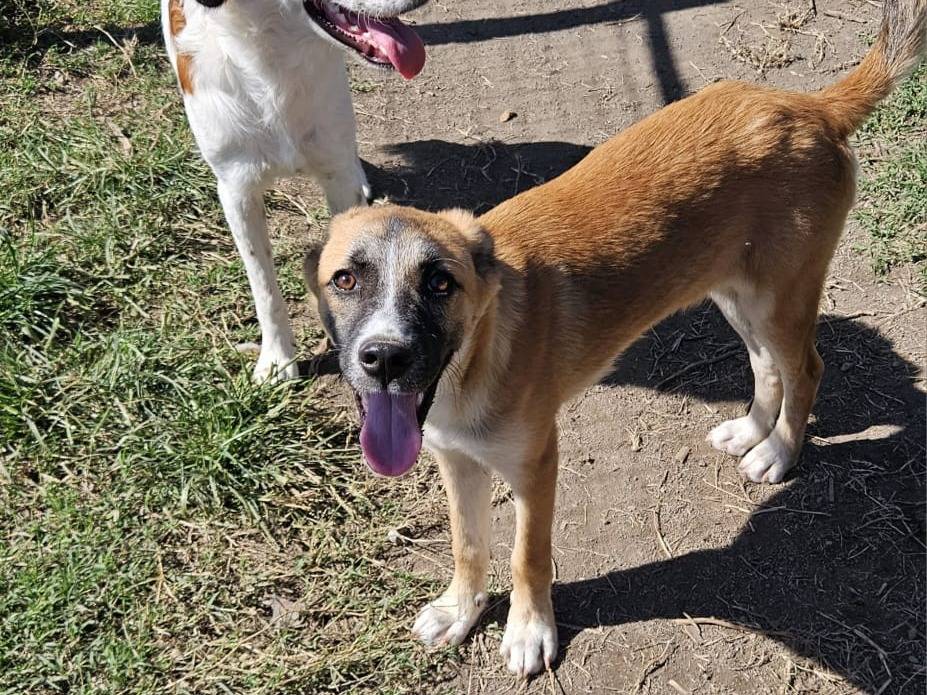 Adotta un cane, taglia media, maschio, Napoli