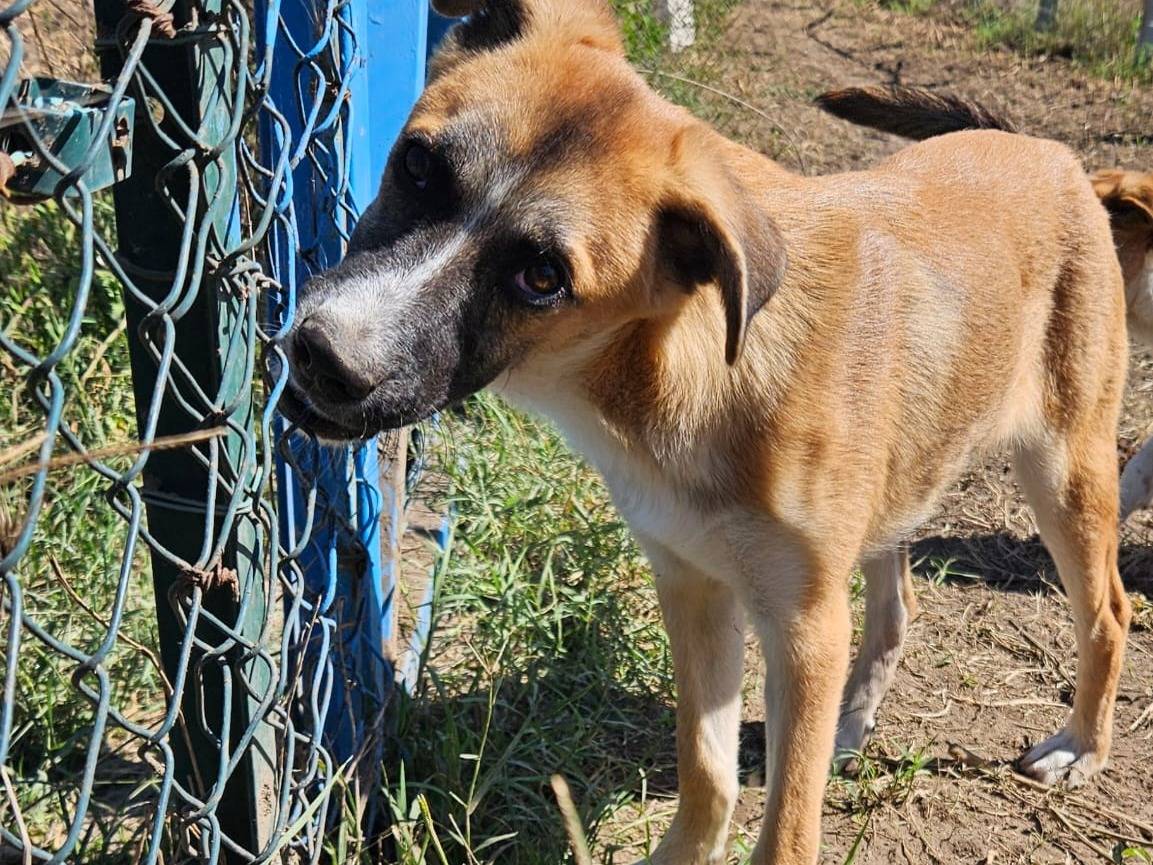 Vuoi adottare un cane a Napoli?