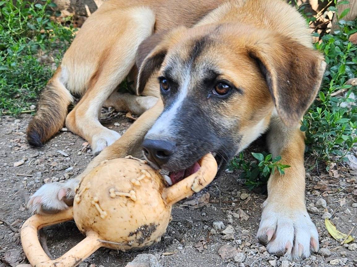 Adotta il cane Pippo a Napoli