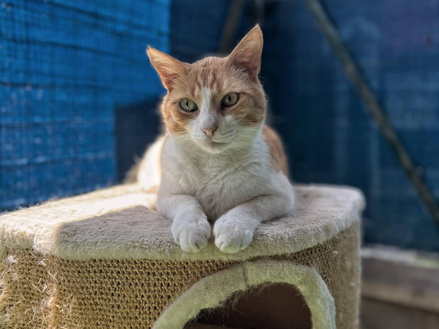 Adozione gatto, maschio, Razza sconosciuta Razza sconosciuta, 2 anni e 9 mesi, taglia non valida, Genova
