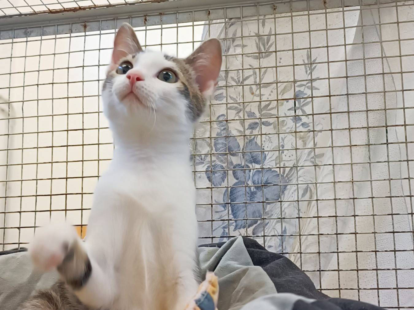 Adozione gatto, femmina, Razza sconosciuta Razza sconosciuta, 3 mesi, taglia non valida, Genova