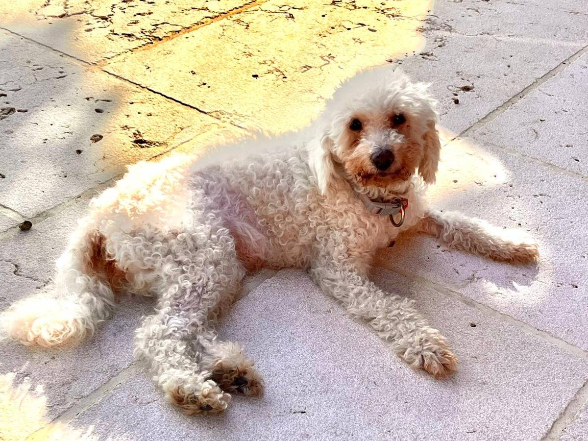 Adozione cane, femmina, Barbone Razza sconosciuta, 10 anni e 8 mesi, taglia piccola, Genova