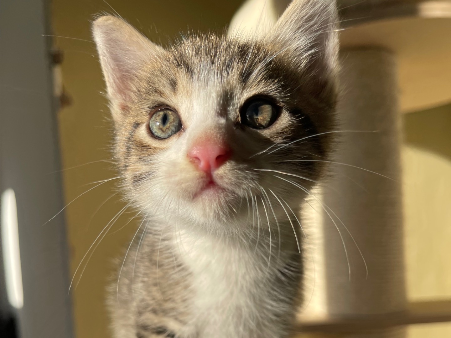 Adozione gatto, maschio, Razza sconosciuta Razza sconosciuta, 1 mesi, taglia non valida, Laquila