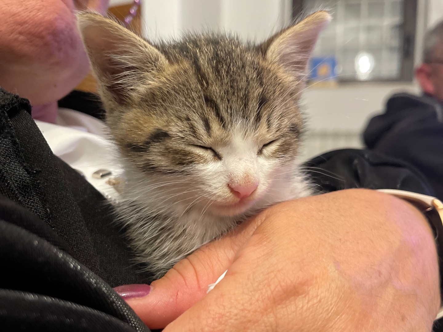 Adotta un gatto, maschio, 1 mesi, Laquila