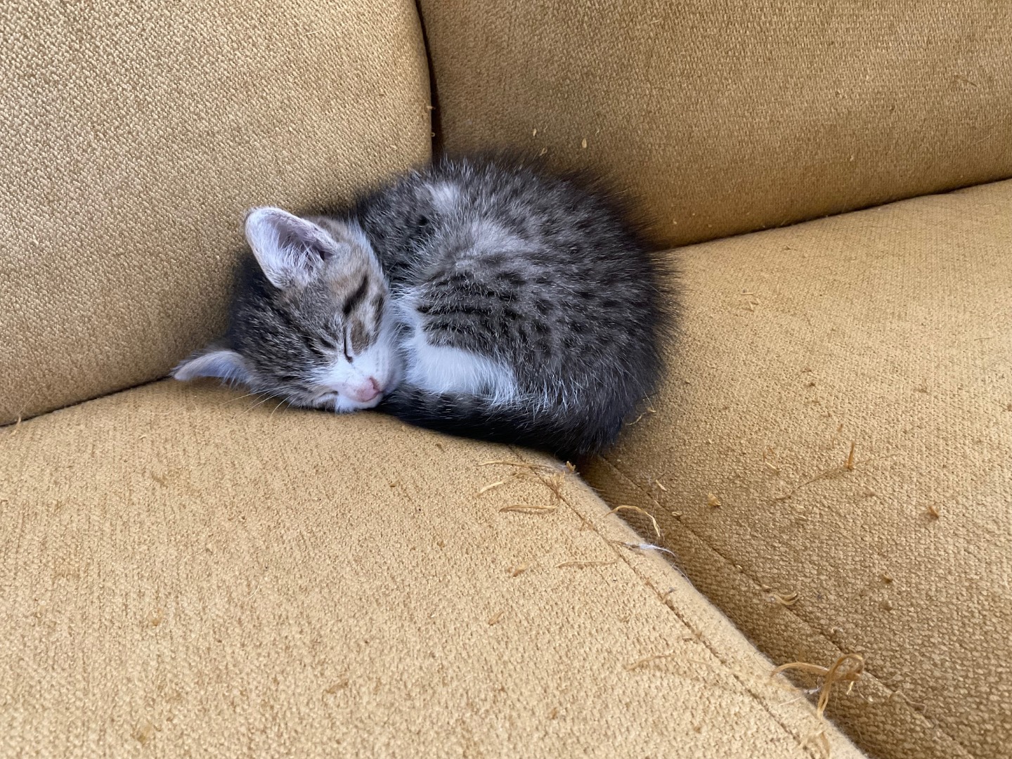 Adotta un gatto, taglia non valida, maschio, Laquila