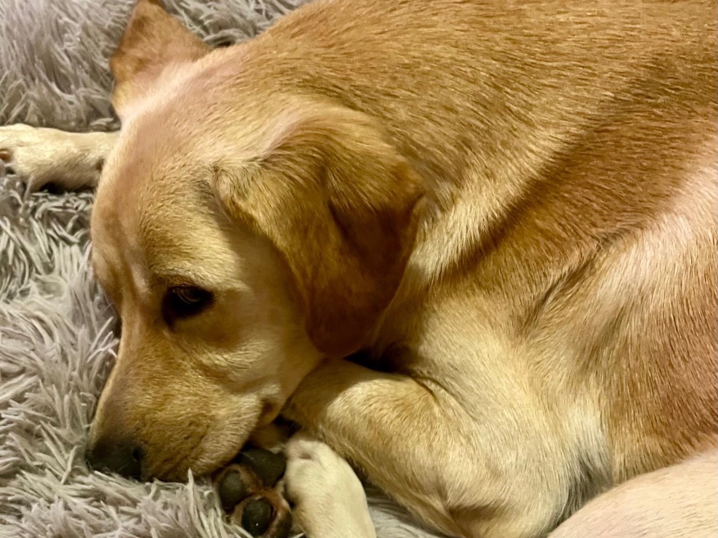 Adozione cane, maschio, Razza sconosciuta Razza sconosciuta, 1 anno, taglia media, Siena