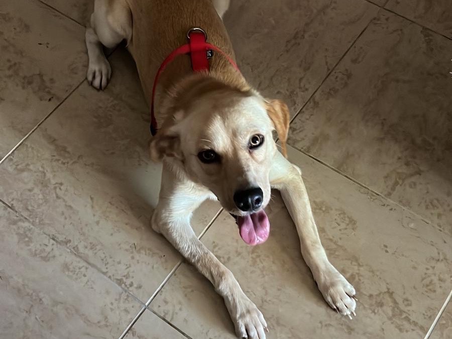 Adotta un cane, maschio, 1 anno, Siena